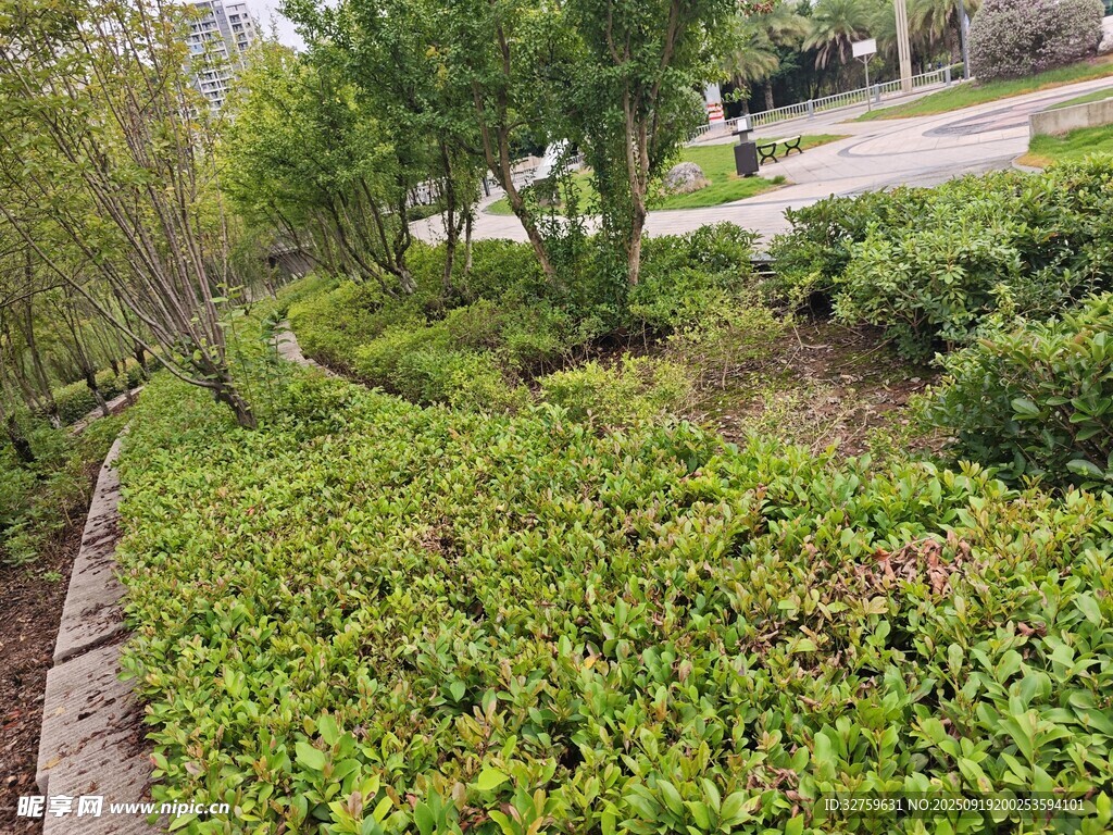 路边繁茂绿植景观
