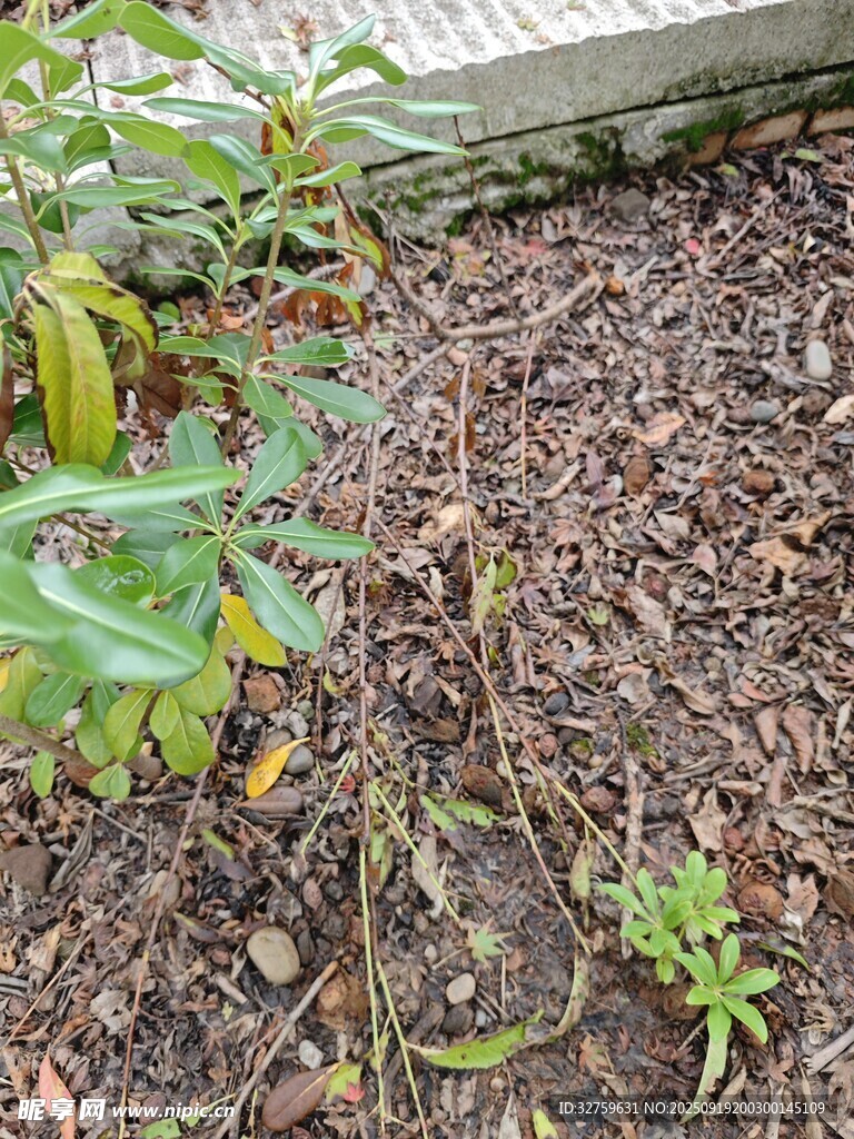 地面上生长的多样植物