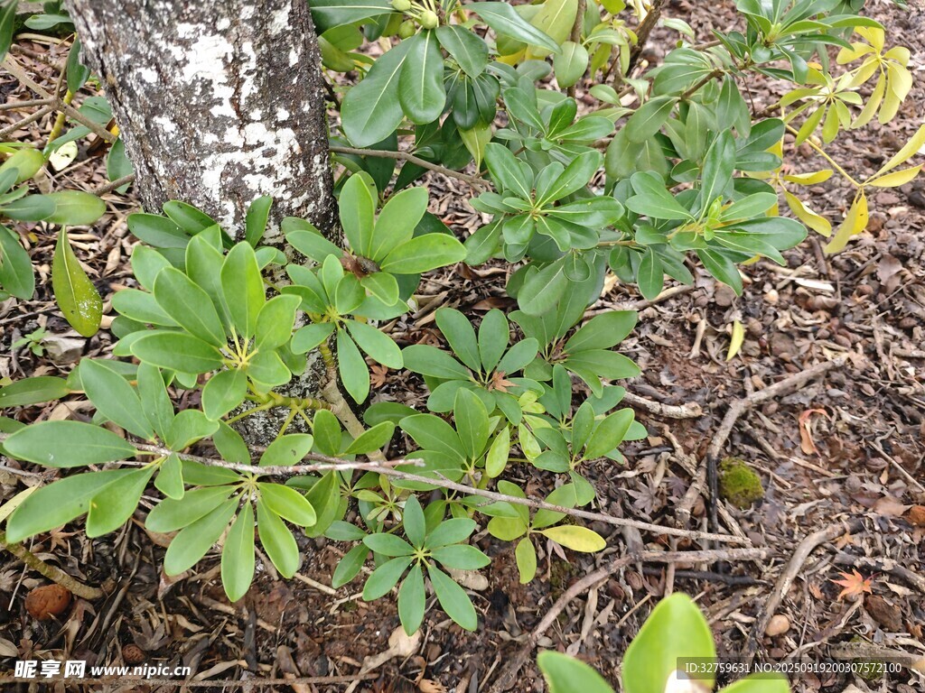 林间生长的绿色植物