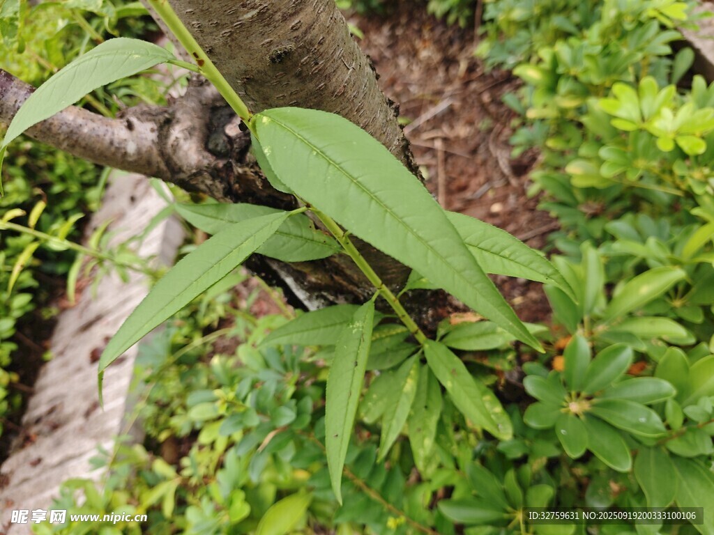 嫩绿枝叶从树干旁生长