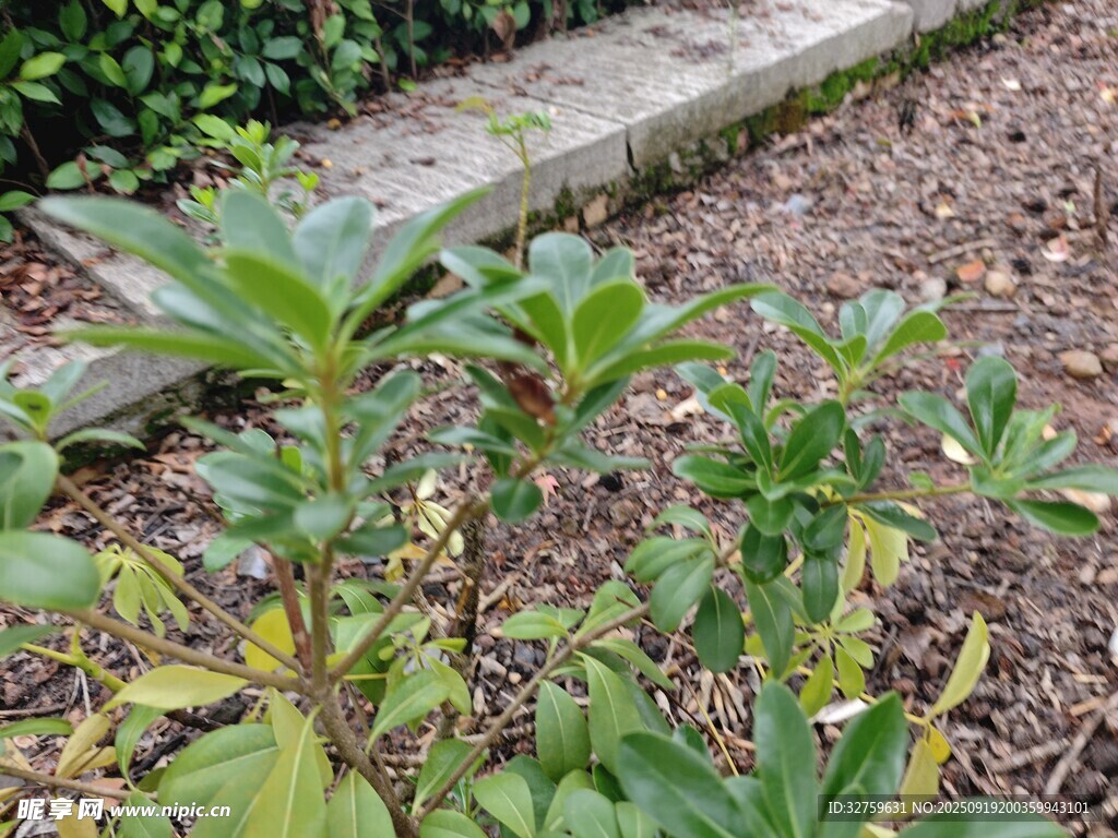 绿叶植物
