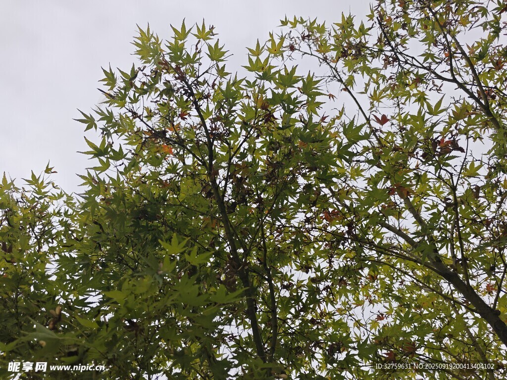 绿叶繁茂的树冠景象