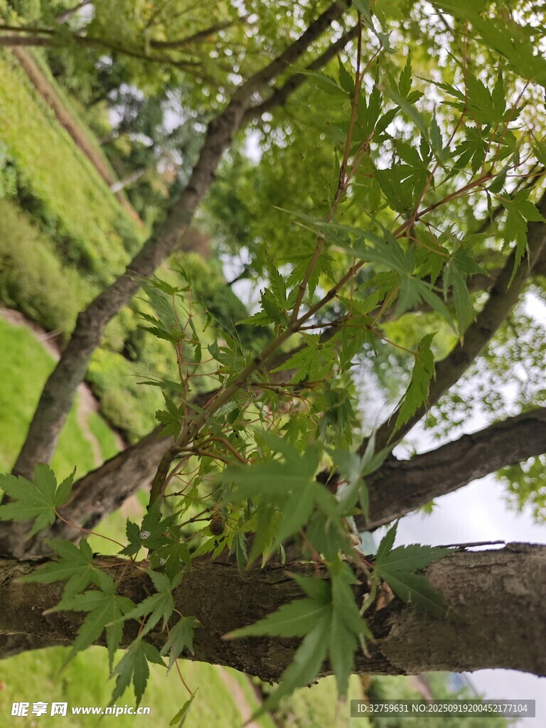 翠绿枝叶间的自然景致