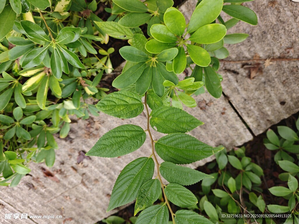绿叶植物特写