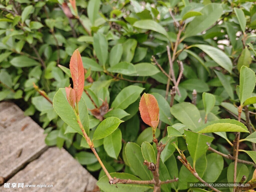 绿叶间的橙红植物