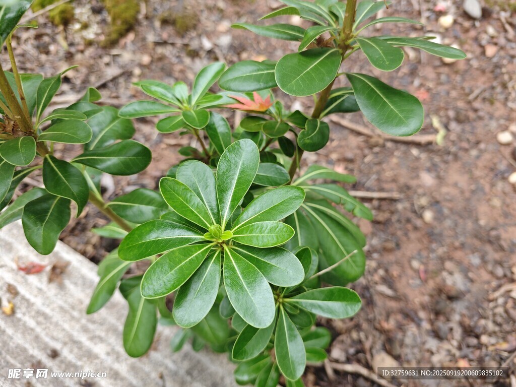 绿叶植物特写