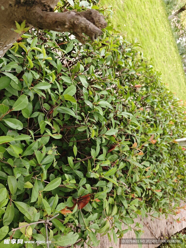 绿植墙