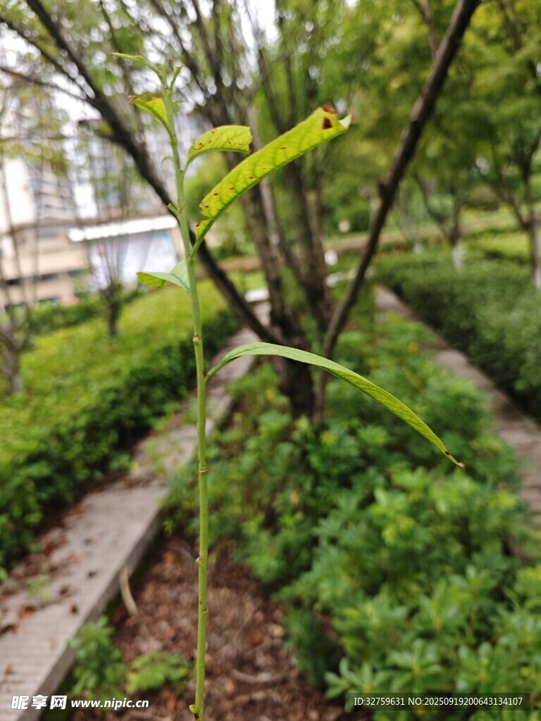 庭院绿植景观