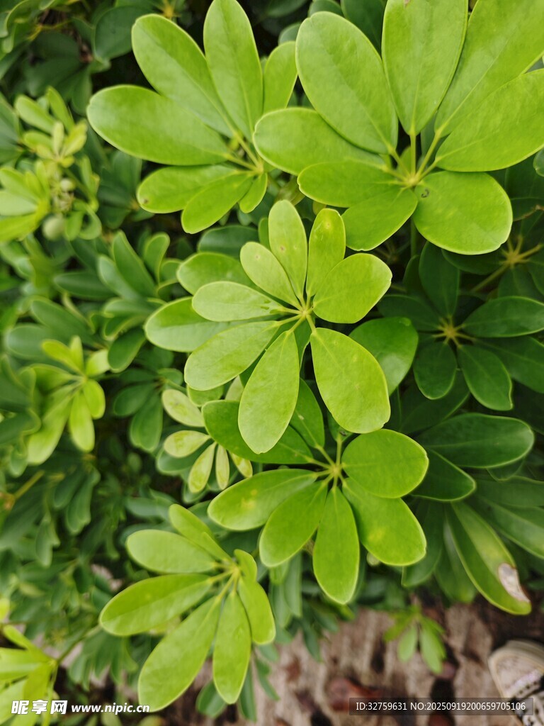 翠绿鹅掌柴植物特写