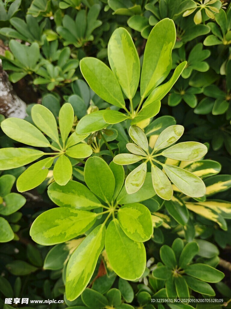 翠绿鹅掌柴叶片特写
