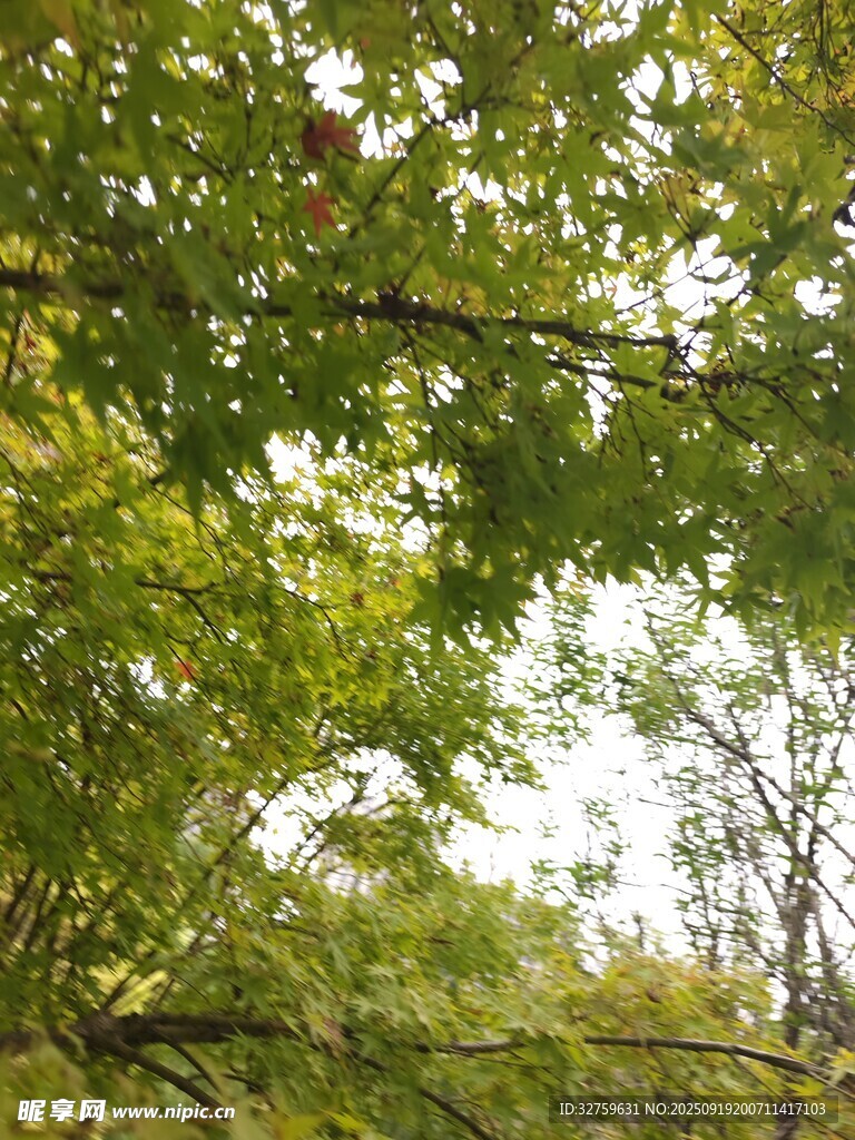 秋日繁茂树叶景观