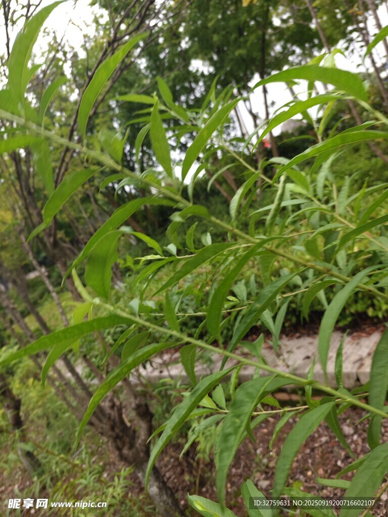 繁茂绿植