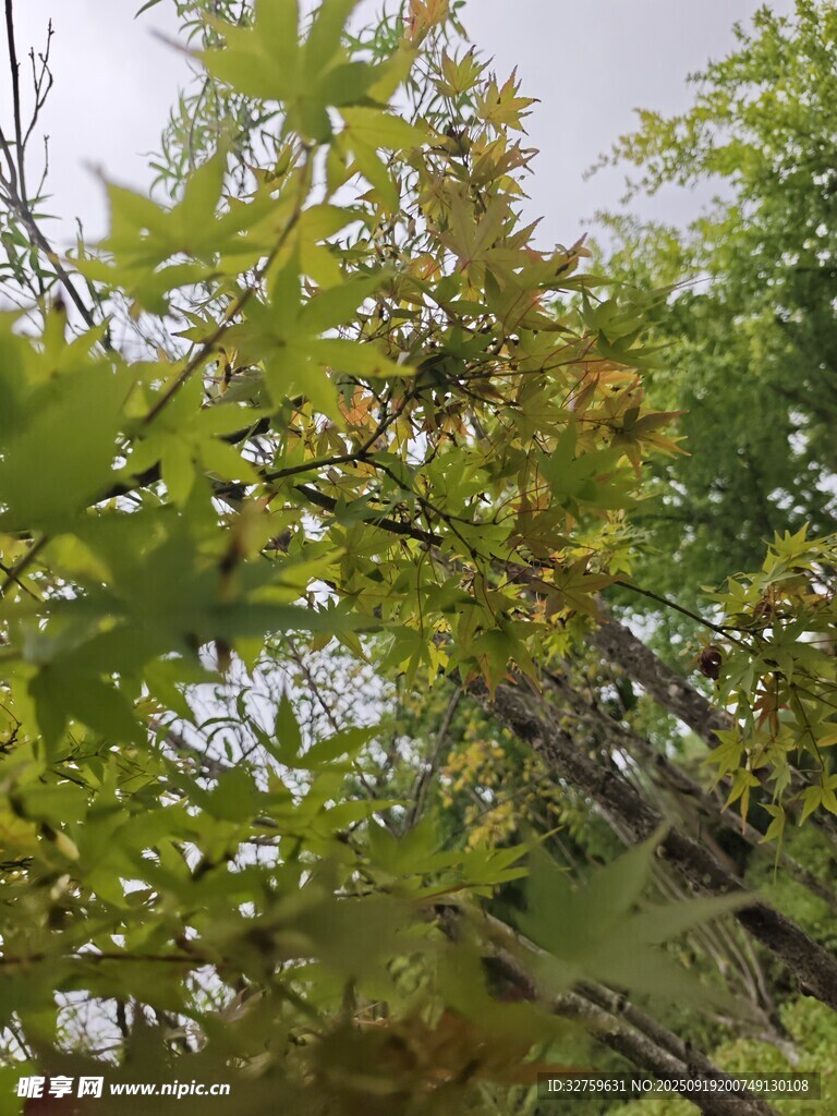 绿叶繁茂的树枝景观