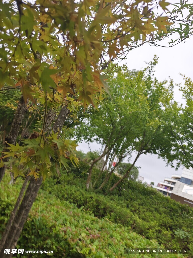 湖畔绿树成荫的自然景致