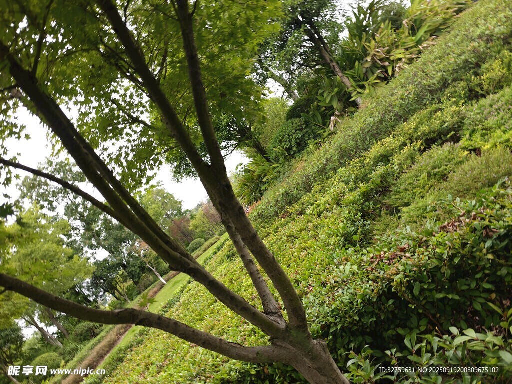 山坡绿意盎然的繁茂景象