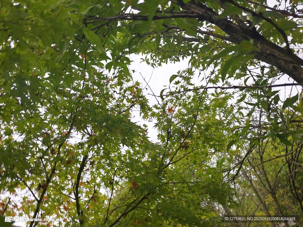 繁茂绿树