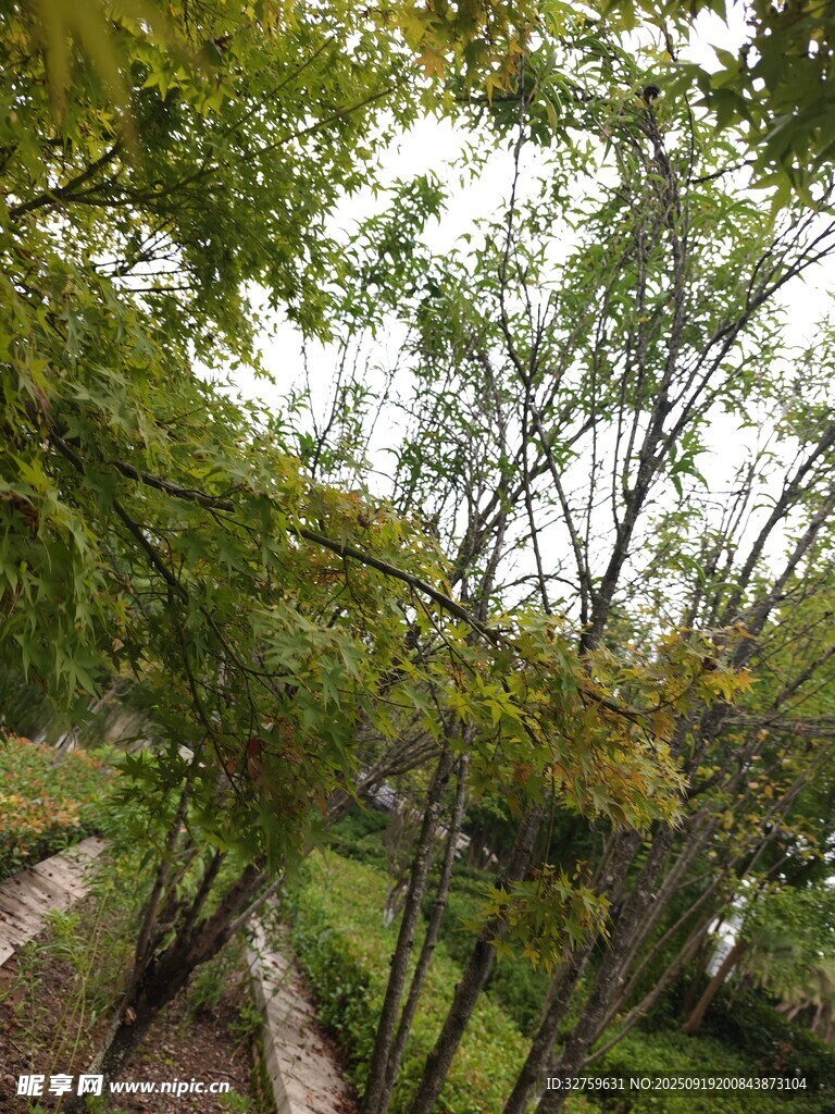 林间小道