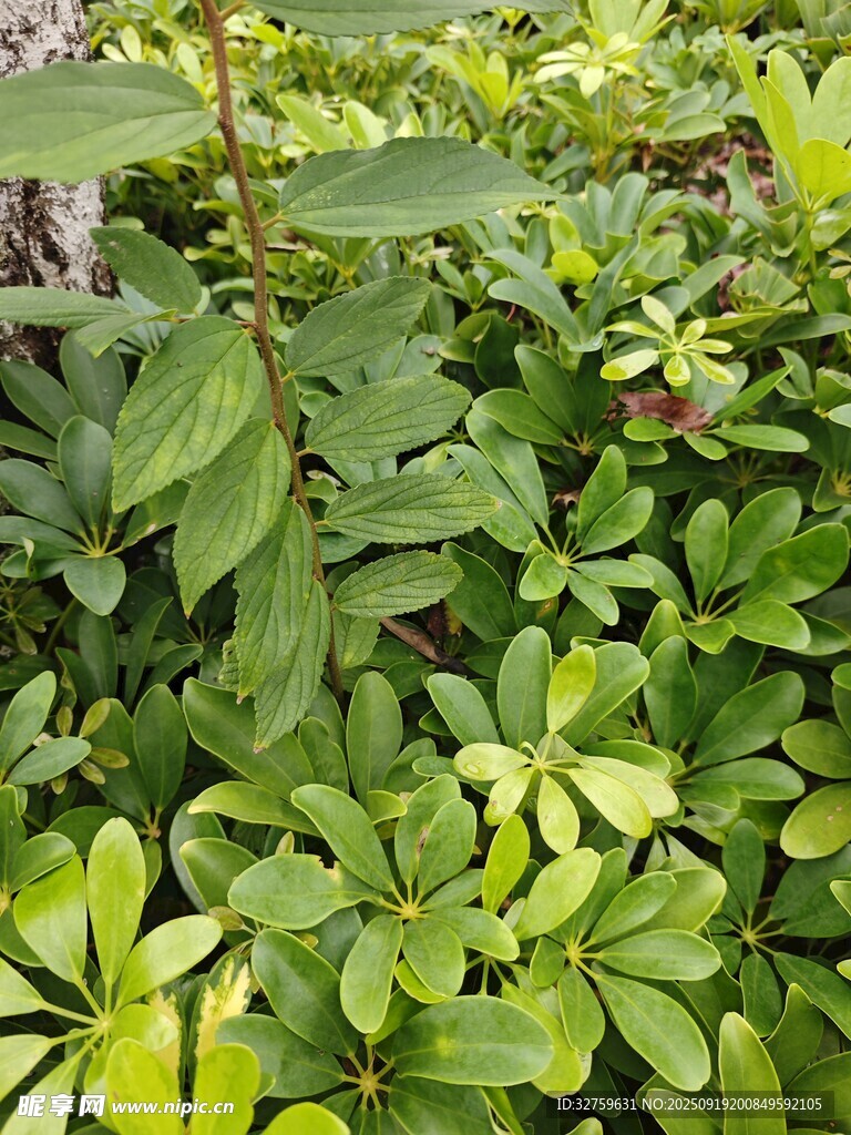 繁茂绿植