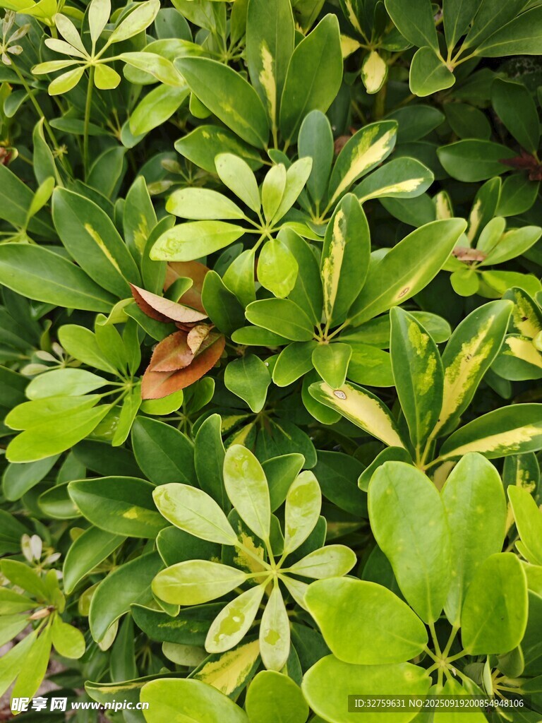 翠绿繁茂的植物叶片