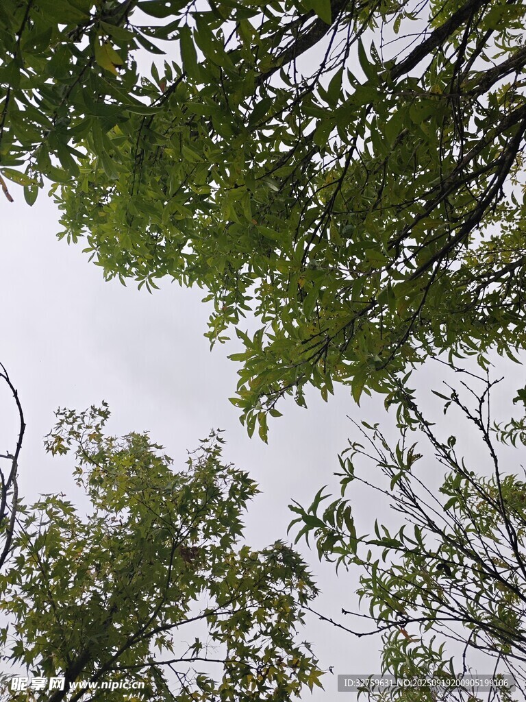 仰视繁茂枝叶