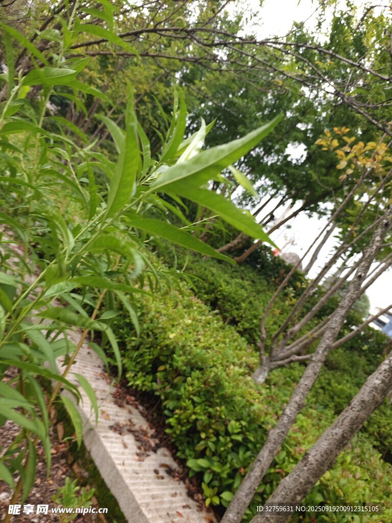 繁茂绿植景观