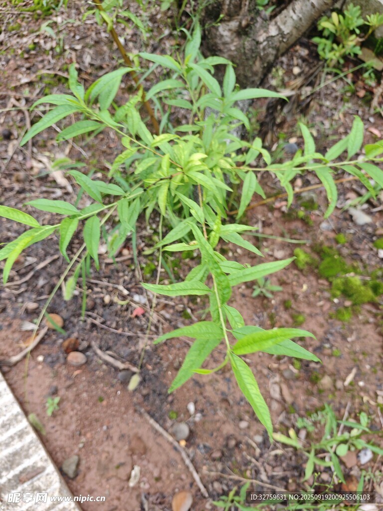 路边生长的绿色植物