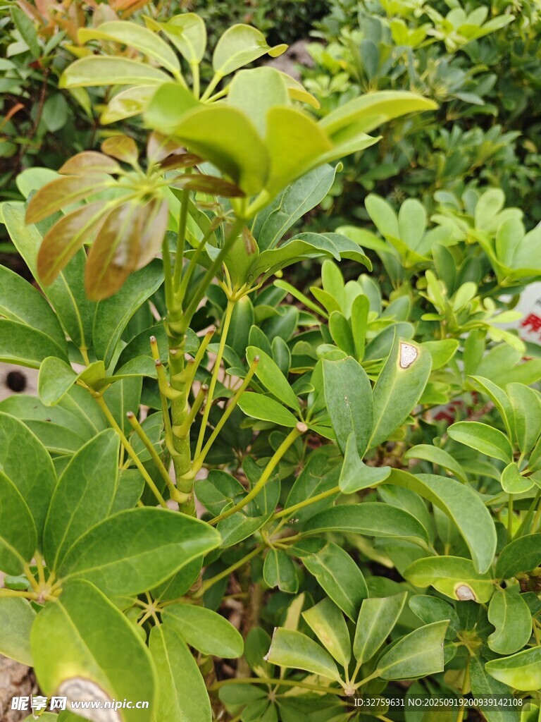 绿叶繁花的植物景观