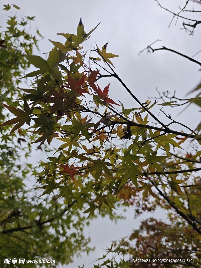 秋日枝头斑斓枫叶