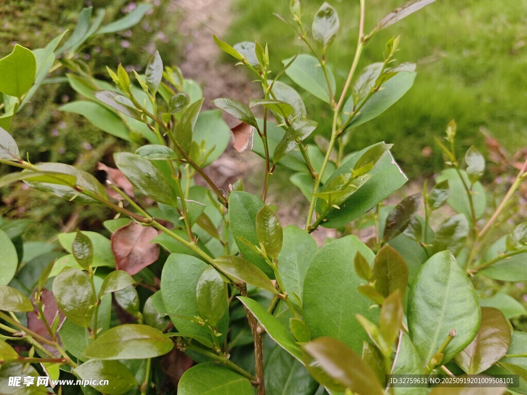绿叶间的多彩植物