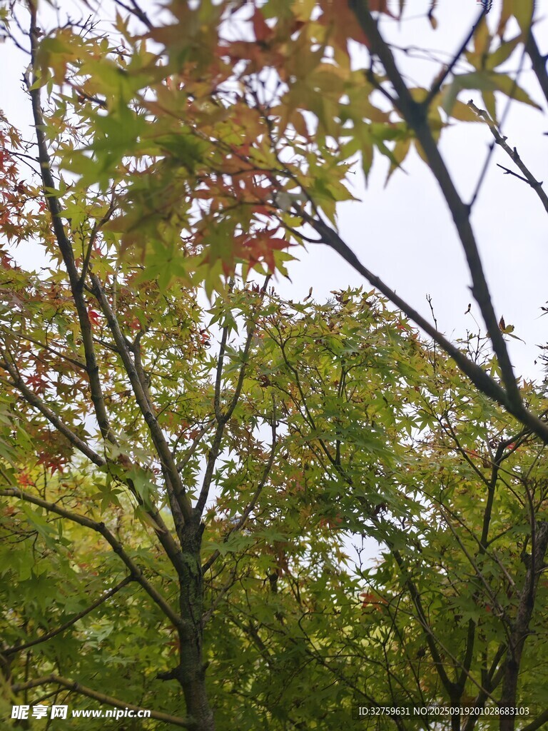 秋日树林中的多彩树叶