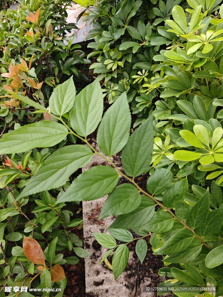 繁茂绿植景观