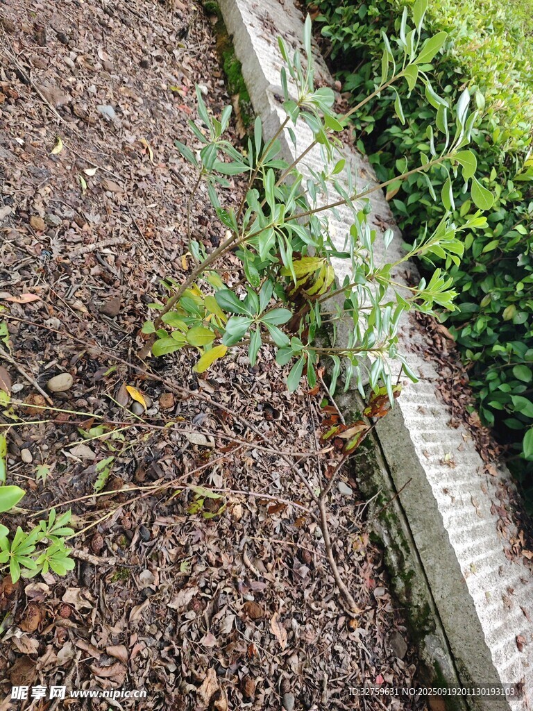 花园中的木质边缘与绿植