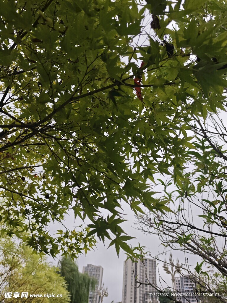绿树掩映下的城市景致