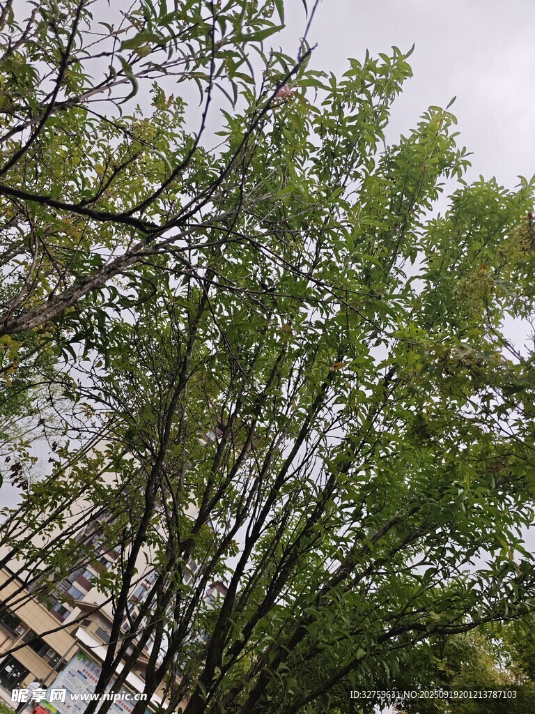 挺拔翠竹与交错枝叶