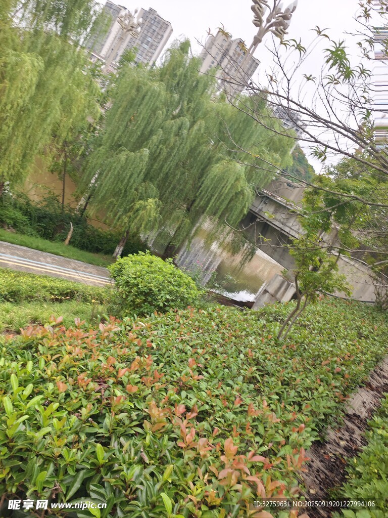 城市中的绿意盎然景观
