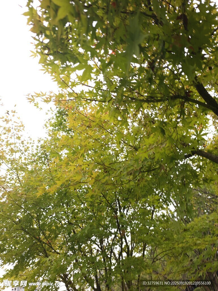 秋日葱郁树木景致