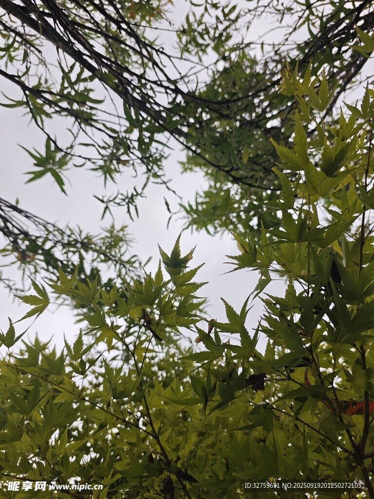 仰视翠绿繁茂树枝景象