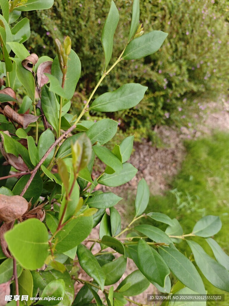 绿叶繁茂的植物特写