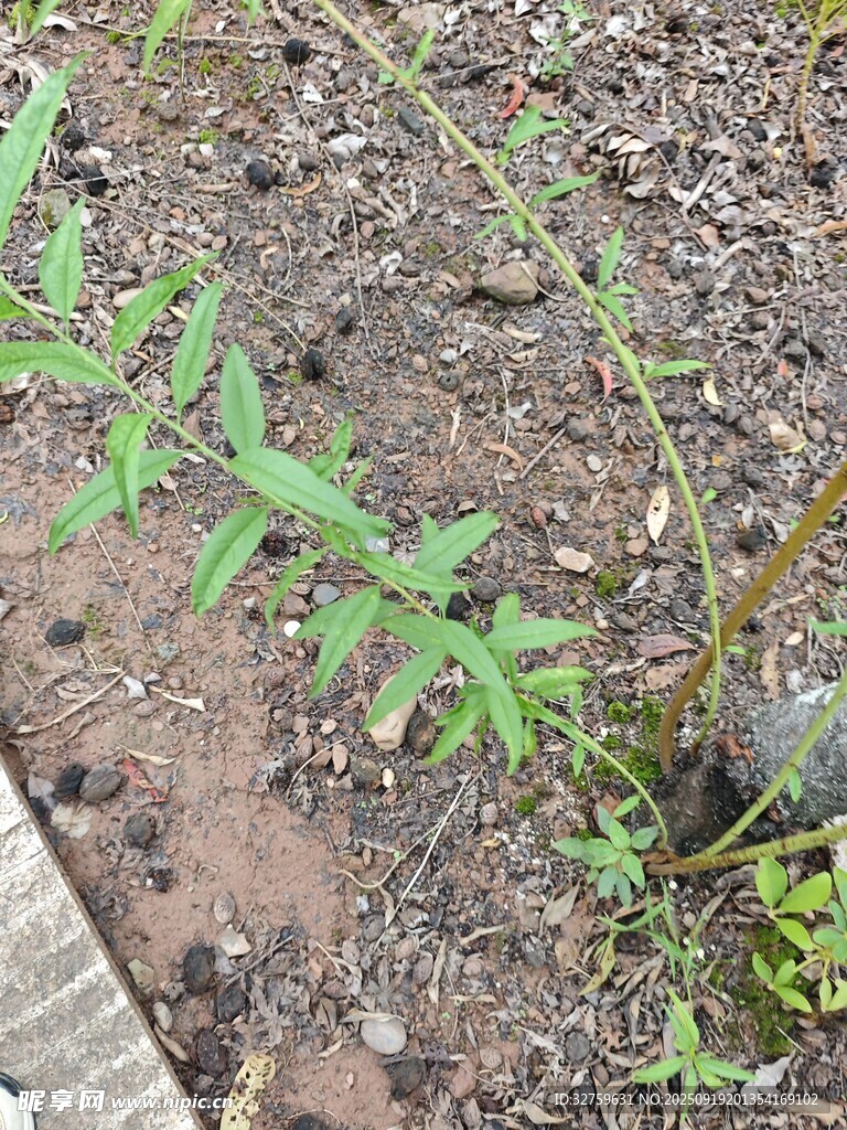 地面生长的嫩绿植物