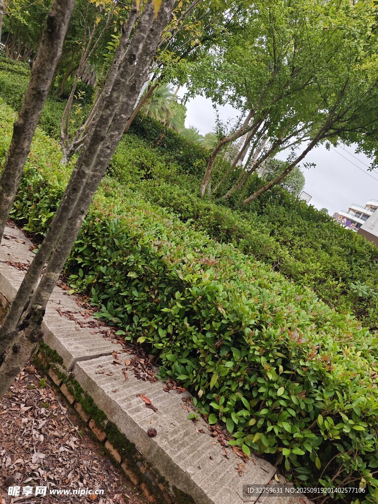 路边绿植景观