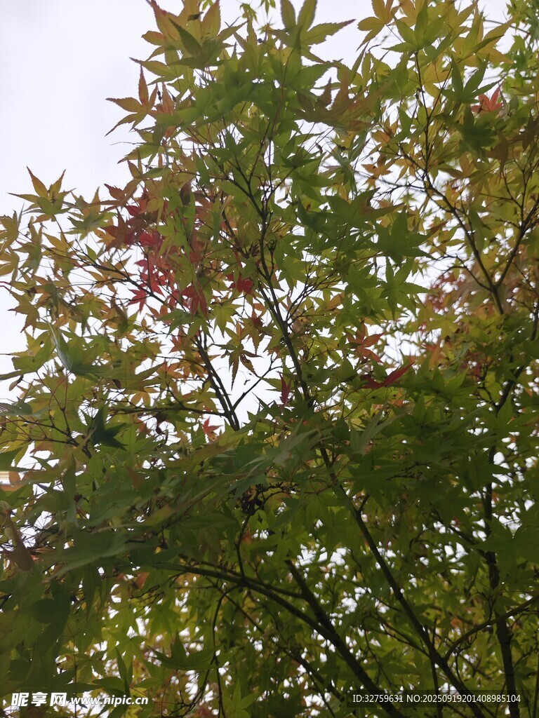 枝头枫叶绿意中带红