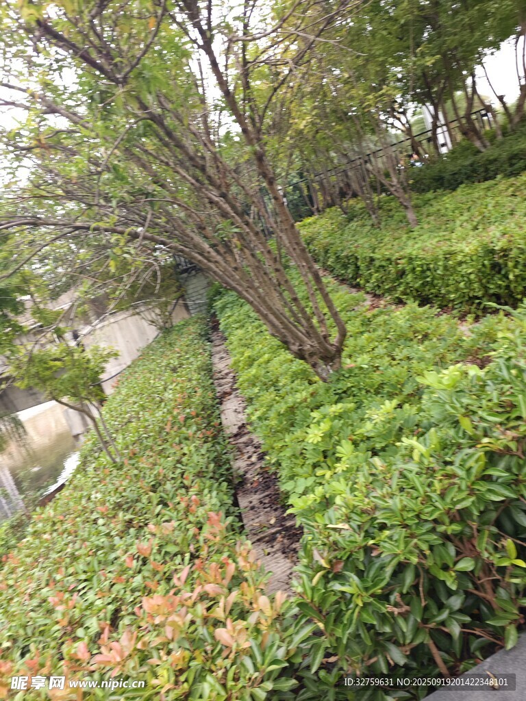 园林绿植景观一角