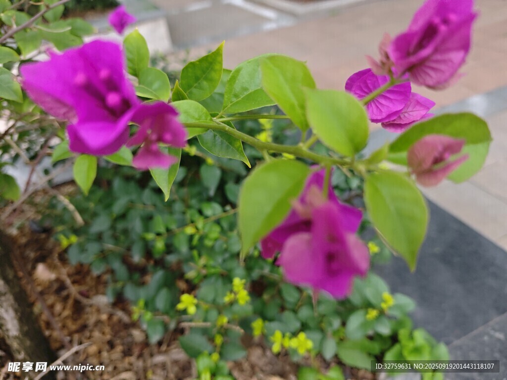 娇艳紫花绿植绽放生机