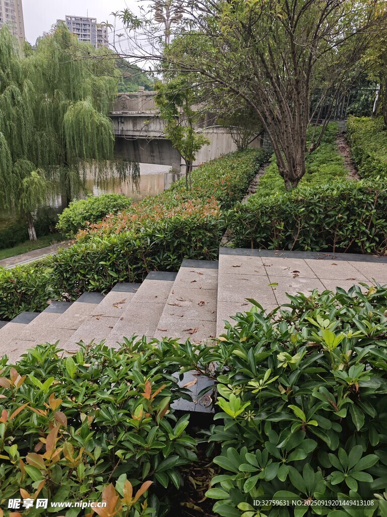 园林景观中的石阶绿植