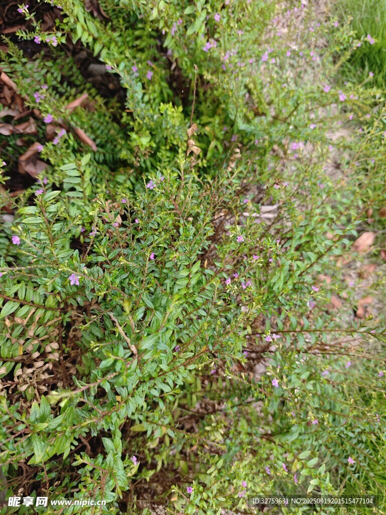 地面上繁茂的绿色植物