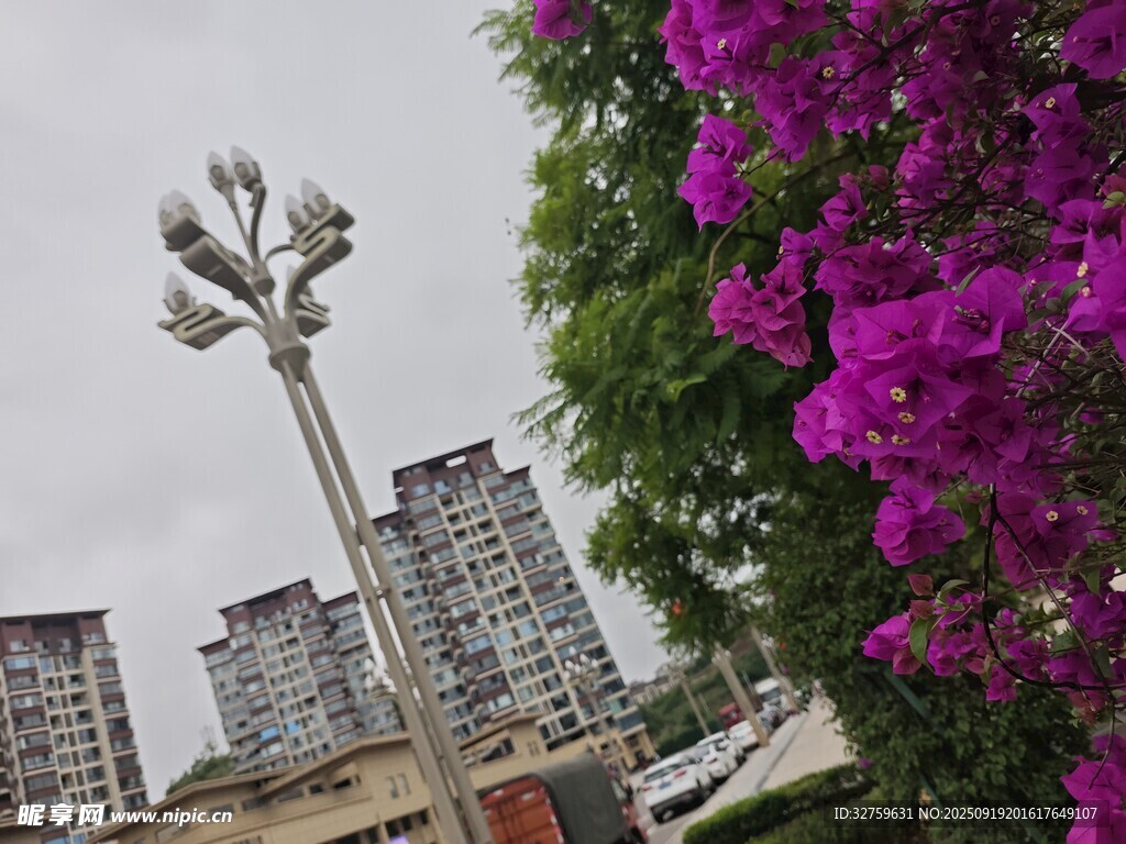 城市中繁花与独特路灯景观
