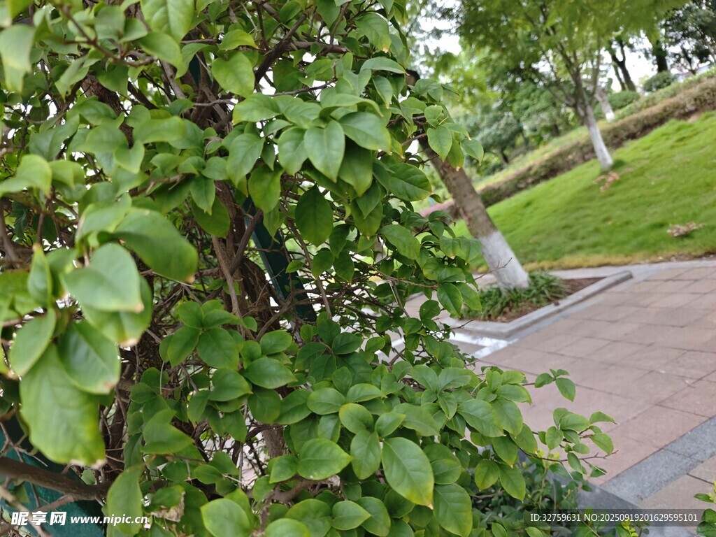 路边绿树景致