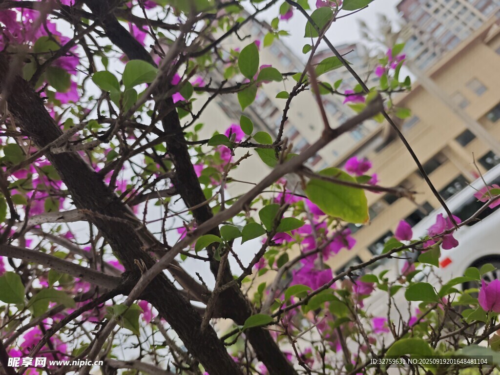 枝头绽放的娇艳紫花