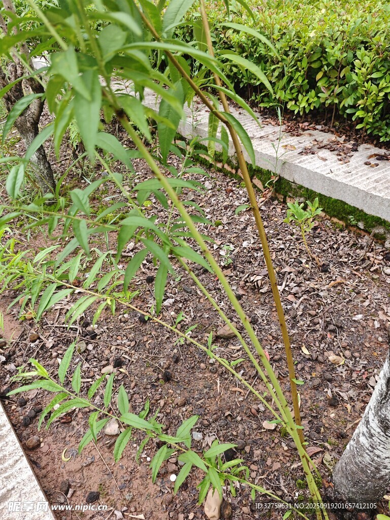 花园中生长的纤细植物
