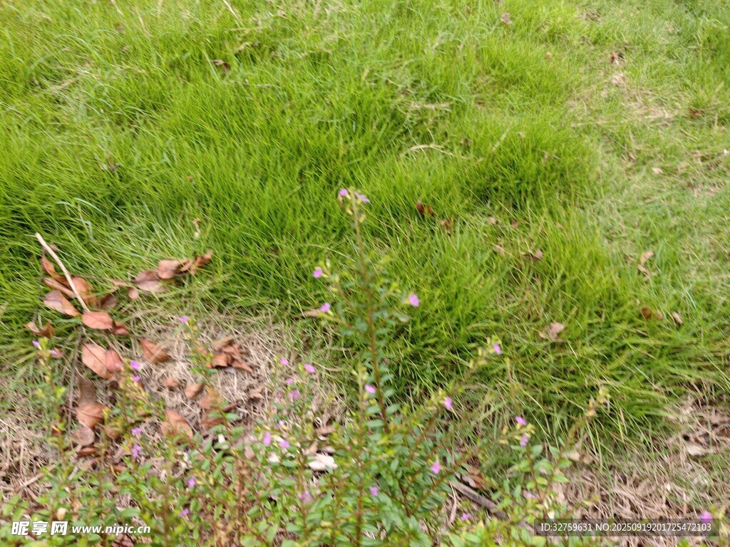 嫩绿草地间散落枯叶